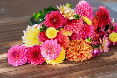 Farklı pembe, turuncu ve sarı Dahlia çiçekleri. Renkli yıldız çiçeği, duvar kağıdı arkaplanı. Çiçek açan dalias çiçekleri.