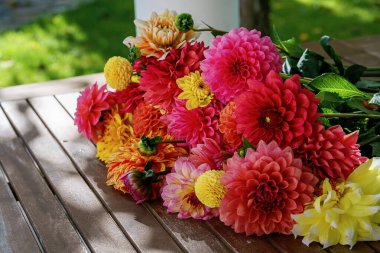 Farklı pembe, turuncu ve sarı Dahlia çiçekleri. Renkli yıldız çiçeği, duvar kağıdı arkaplanı. Çiçek açan dalias çiçekleri.