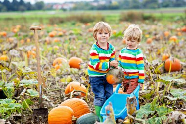 Balkabağı tarlasında Hasat Festivali 'nin tadını çıkaran iki küçük çocuk. Okul öncesi çocuklar sonbahar günü Country Farm 'da balkabağı toplayıp oyuyorlar. Cadılar Bayramı, Şükran Günü Aile İçin Eğlence.