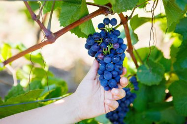 Arka planda olgunlaşmış mavi üzümlü bir çocuğun el resmi. Çocuk hasat için yardım ediyor. İtalya, Toskana yakınlarındaki üzüm bağları. Meyveli çocuk elleri.