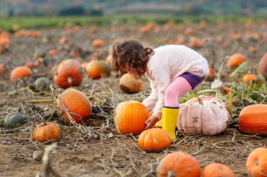 Sonbahar tarlasında balkabağı tarlasında bir sürü balkabağı olan anaokulu kızı. Mutlu çocuk açık havada hasat sezonunun tadını çıkarıyor. Gerçek hayat, gerçek insanlar.