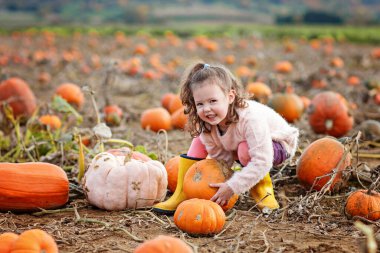 Sonbahar tarlasında balkabağı tarlasında bir sürü balkabağı olan anaokulu kızı. Mutlu çocuk açık havada hasat sezonunun tadını çıkarıyor. Gerçek hayat, gerçek insanlar.
