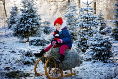 Noel ağacında kızakta oturan mutlu küçük kız. Köknar ağacı kesen şirin anaokulu çocuğu. Ormanda kendi Noel ağacını seçmek, kesmek ve kesmek, Almanya 'da aile geleneği..