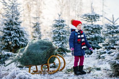 Mutlu küçük kız bir Noel ağacını kızakla itiyor. Anaokulu çocuğu köknar ağacı çiftliğinde. Almanya 'da kendi Xmas ağacını kesme geleneği. Gerçek hayat, gerçek insanlar..