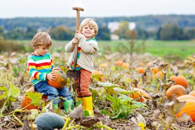 Balkabağı tarlasında Hasat Festivali 'nin tadını çıkaran iki küçük çocuk. Okul öncesi çocuklar sonbahar günü Country Farm 'da balkabağı toplayıp oyuyorlar. Cadılar Bayramı, Şükran Günü Aile İçin Eğlence.