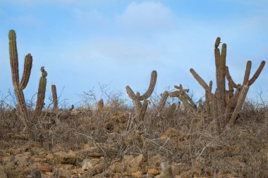 Güzel manzaralar, Çöl Kum Dağı Manzarası, Kaktüslü kum tepeleri