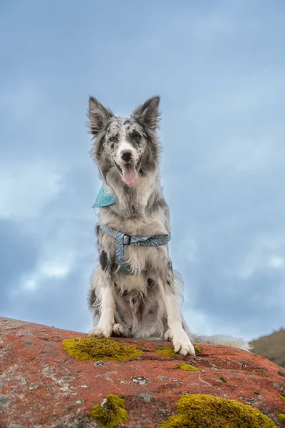 Gyönyörű Merle Border Collie Dog — Stock Fotó