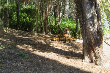 Bengal Kaplanı 'nın güzel manzarası. Hayvanat bahçesindeki vahşi hayvanlar. Doğal manzara..