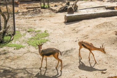 Hayvanat bahçesindeki vahşi hayvanlar. Doğal manzara..