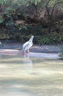 Hayvanat bahçesindeki vahşi hayvanlar. Doğal manzara..