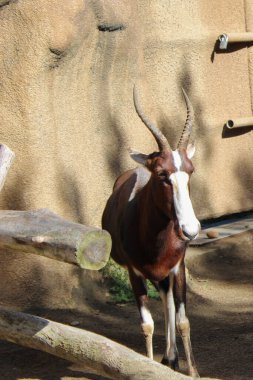 Hayvanat bahçesindeki vahşi hayvanlar. Doğal manzara..
