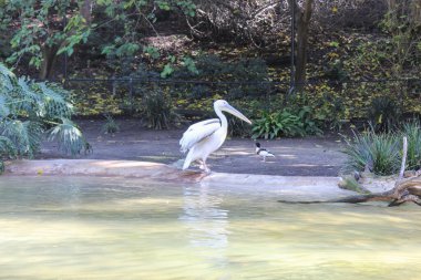 Hayvanat bahçesindeki vahşi hayvanlar. Doğal manzara..