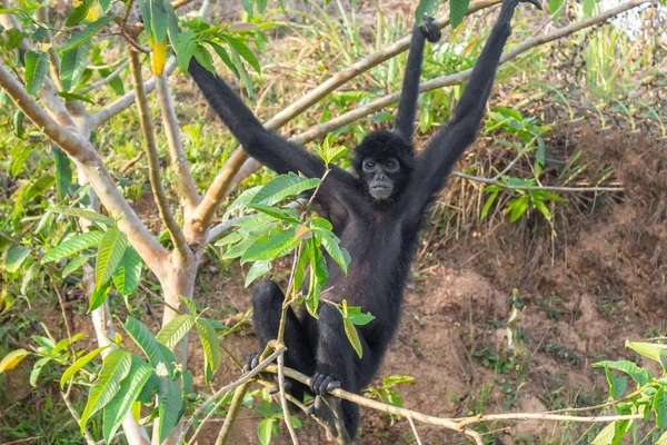 Macaco Aranha Procura Comida Floresta — Fotografia de Stock