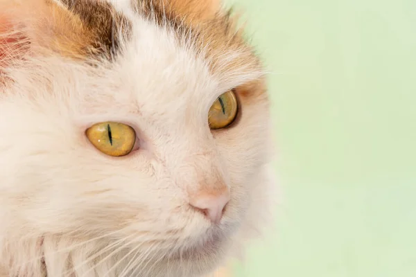 Katze Mit Großen Gelben Augen — Stockfoto