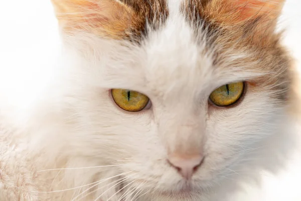 Кіт Великими Жовтими Очима — стокове фото