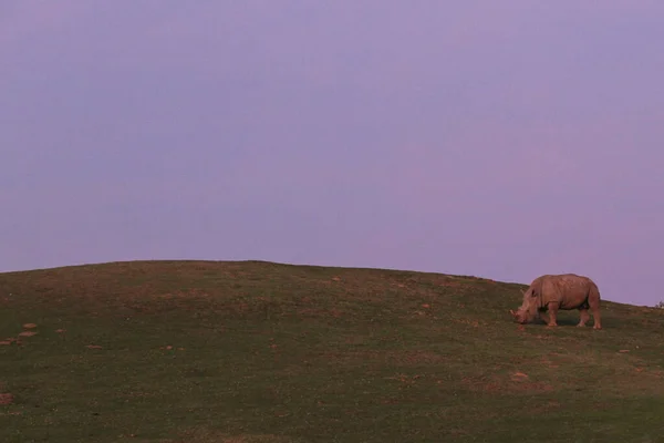 Красивый Вид Носорога Дикие Животные Зоопарке Природный Пейзаж — стоковое фото