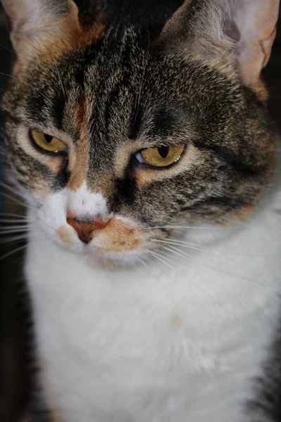 Photo Domestic Cat Animal Feline — Stock Photo, Image