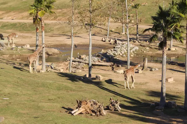 Animais Selvagens Num Jardim Zoológico Paisagem Natural — Fotografia de Stock