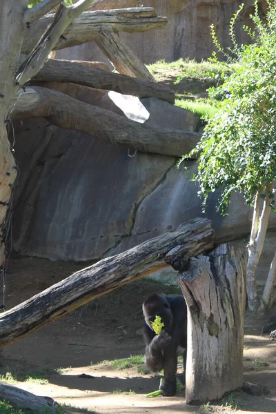 Dzikie Zwierzęta Zoo Krajobraz Naturalny — Zdjęcie stockowe