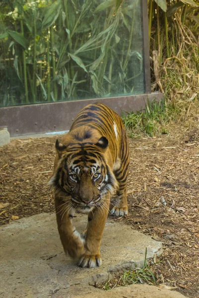 Bela Vista Tigre Bengala Animais Selvagens Num Jardim Zoológico Paisagem — Fotografia de Stock