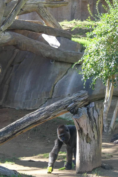 Wildtiere Zoo Naturlandschaft — Stockfoto
