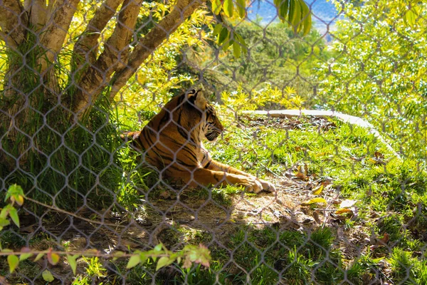Belle Vue Sur Tigre Bengale Des Animaux Sauvages Dans Zoo — Photo
