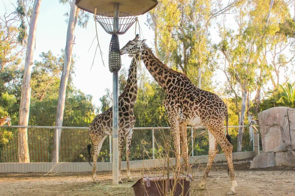 Bela Vista Girafa Animais Selvagens Num Jardim Zoológico Paisagem Natural — Fotografia de Stock