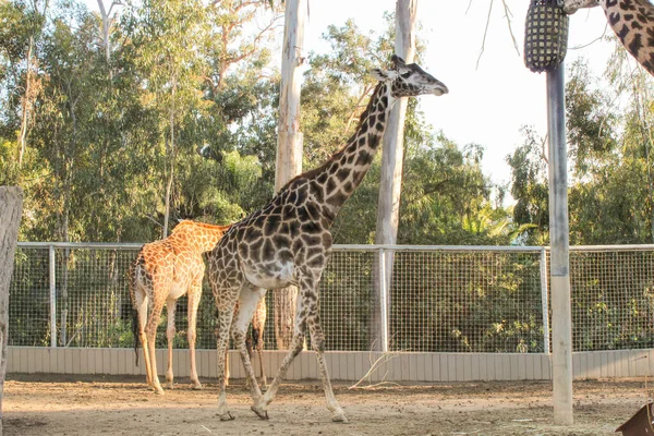 Bela Vista Girafa Animais Selvagens Num Jardim Zoológico Paisagem Natural — Fotografia de Stock