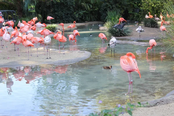 Hermosa Vista Flamencos Rosados Animales Salvajes Zoológico Paisaje Natural — Foto de Stock