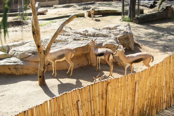 Wild animals in a zoo. Natural landscape.
