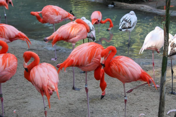 stock image Beautiful view of pink flamingos. Wild animals in a zoo. Natural landscape.