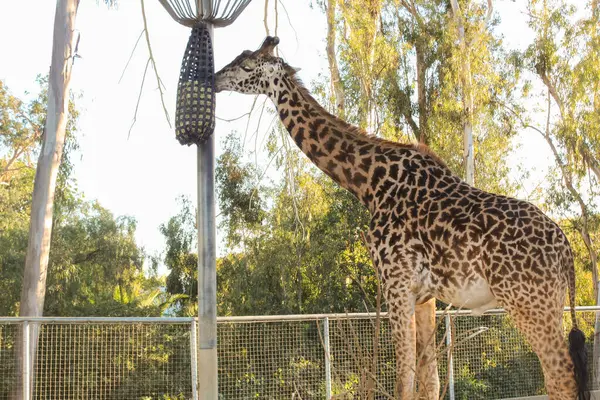 Güzel Bir Zürafa Manzarası Hayvanat Bahçesindeki Vahşi Hayvanlar Doğa Manzarası — Stok fotoğraf