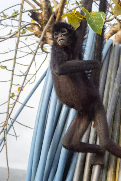 Macaco Aranha Procura Comida Floresta — Fotografia de Stock