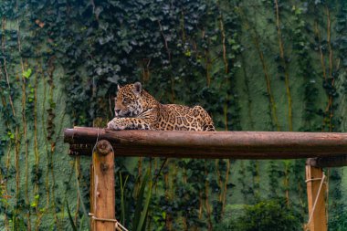 Çimenlerde dinlenen Jaguar, doğa, vahşi hayvanlar..