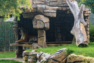 Çimlerde dinlenen kaplan, doğa, vahşi hayvanlar.