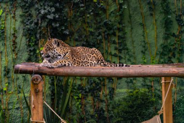 Çimenlerde dinlenen Jaguar, doğa, vahşi hayvanlar..