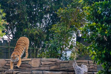 Çimlerde dinlenen kaplan, doğa, vahşi hayvanlar.