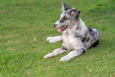 Köpek Yavrusu Sınırı Collie Merle