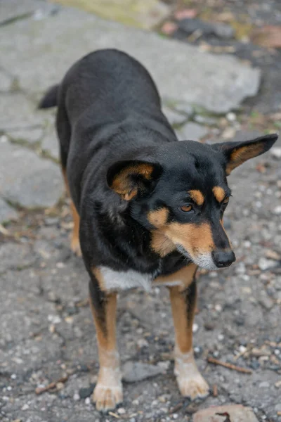 Fénykép Kóbor Kutyáról Nagy Fülekkel — Stock Fotó