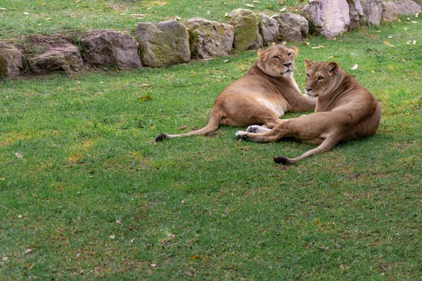 Львы Отдыхают Траве Природе Диких Животных — стоковое фото