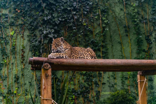 Jaguar Vilar Gräset Naturen Vilda Djur — Stockfoto