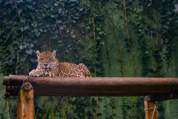 Jaguár Pihen Fűben Természetben Vadon Élő Állatokban — Stock Fotó