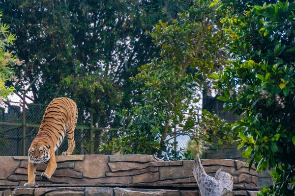 Tiger Hviler Græsset Naturen Vilde Dyr - Stock-foto
