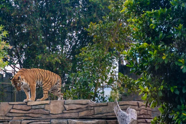 Tigre Reposant Dans Herbe Nature Les Animaux Sauvages — Photo