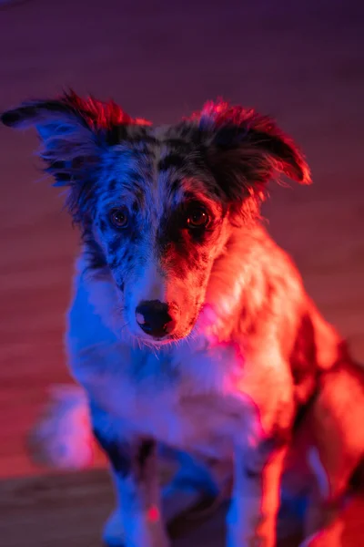 Câine Cățeluș Frontieră Collie Merle — Fotografie, imagine de stoc