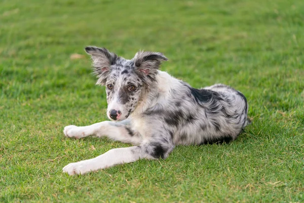 Câine Cățeluș Frontieră Collie Merle — Fotografie, imagine de stoc