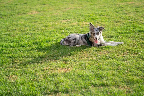 Pies Szczeniak Granica Collie Merle — Zdjęcie stockowe
