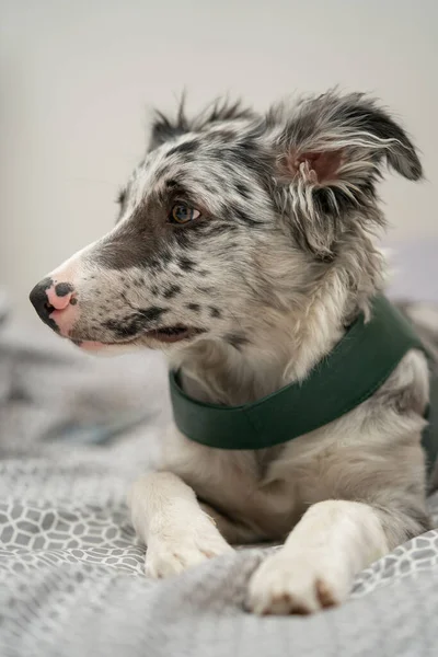 Cão Filhote Cachorro Fronteira Collie Merle — Fotografia de Stock