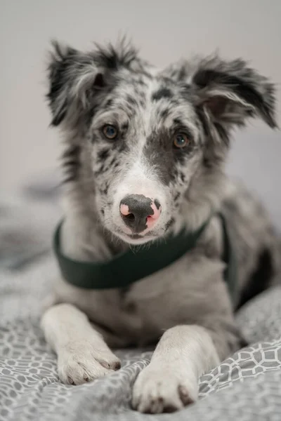 Cão Filhote Cachorro Fronteira Collie Merle — Fotografia de Stock