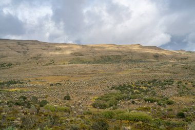 Kolombiya 'daki Paramo de Chingaza, kırılgan jones, espeletia grandiflora, Güney Amerika' daki Paramo 'nun yerel çiçekleri, Siecha Gölü.